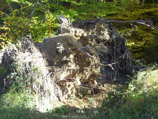 Foto von einem entwurzelten Baum zum Anfassen