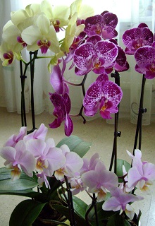 Foto von farbenprächtigen Phalaenopsis-Orchideen