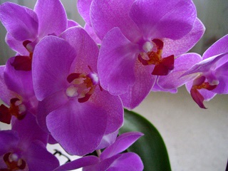 Foto einer blütenreichen kleinblütigen Orchidee