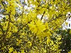 Foto Blte Forsythia