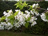 Foto Blüte Kirschen