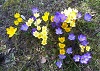 Foto Blüte Krokus
