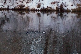 Foto von Enten im Lech