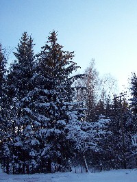 Foto von schneebedeckten B&auml;umen