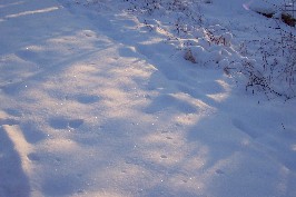 Foto vom glitzernden Schnee