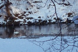 Foto eines Schwans im Lech