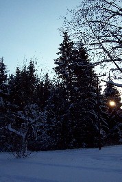 Foto der Sonne zwischen den B&auml;umen