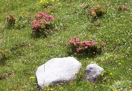 Foto vom Almenrausch