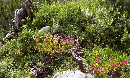 Foto einer Alpenrose