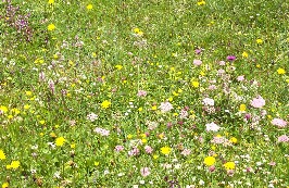 Foto einer sommerlichen Blumenwiese