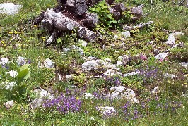 Foto eines Thymianfeldes