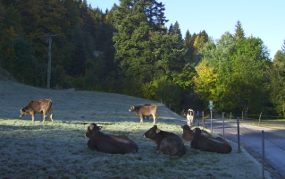 Foto von K&uuml;hen auf der Weide bei Frost