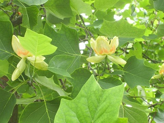Foto vom bl&uuml;henden Tulpenbaum