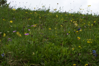 Foto einer Alpenblumenwiese auf der Rotwand