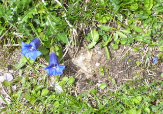 Foto vom stengellosen blauen Enzian