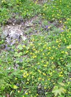 Foto einer gelb-blauen Blumenwiese auf der Rotwand