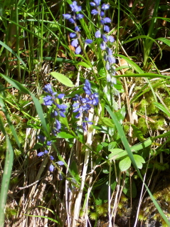 Foto der Glockenblume auf der Rotwand