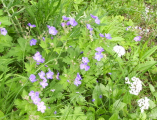 Foto vom kleinen Storchschnabel auf der Rotwand