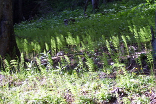 Foto vom Schachtelhalm auf der Rotwand