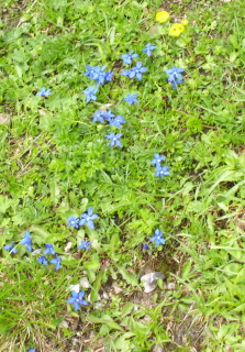 Foto vom Schustern&auml;gelchen auf der Rotwand