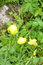 Foto der Sumpfdotterblume auf der Rotwand