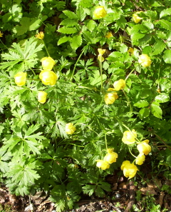 Foto der Trollblume auf der Rotwand