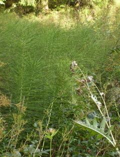 Foto von Riesenschachtelhalmn an der Oberen Argen